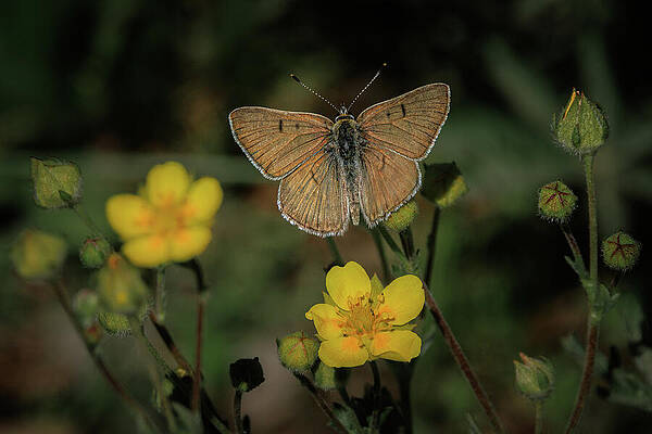 Flower Photograph - Edith And Friends by Tim Lyden