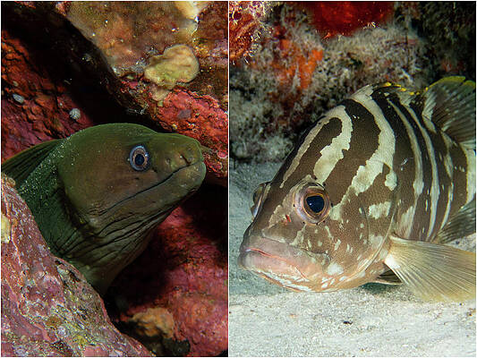 Eel and Grouper by Brian Weber