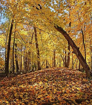 Wall Art featuring the photograph Effigy Mound, UW Arboretum, Madison, WI by Steven Ralser