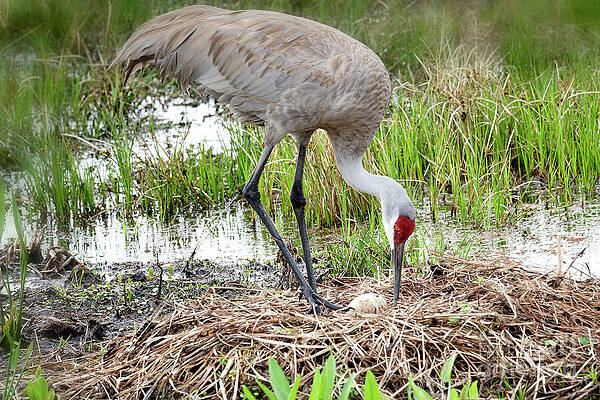 Fl Wall Art featuring the photograph Egg Pipping 2 Of 12 by Mary Lou Chmura
