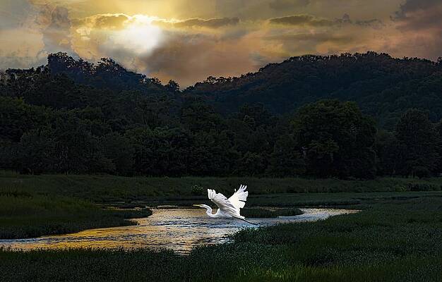 Appalachia Wall Art featuring the photograph Egret At Sunset by Theresa D Williams Smoky Mountains