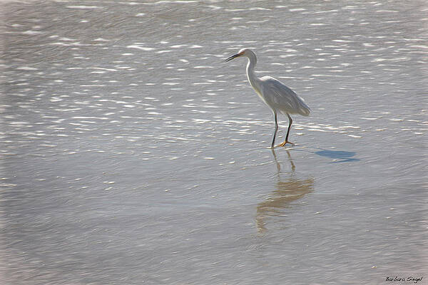Quiet Wall Art featuring the photograph Egret by Barbara Siegel
