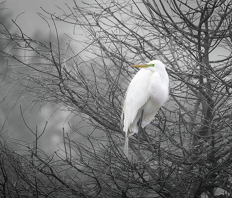 Serene Wall Art featuring the photograph Egret In The Fog by Marshall Hurley