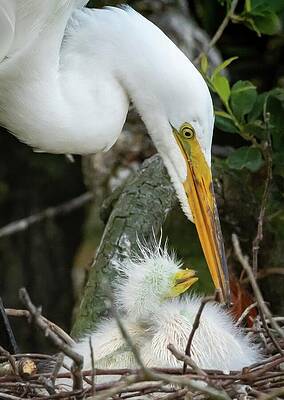 Nature Wall Art featuring the photograph Egret Mom by Marshall Hurley
