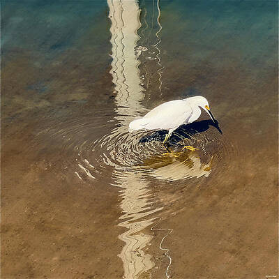 Egret Wading in Shallow Water Wall Art