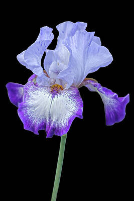 Flower Photograph - Electric Iris Flower by Susan Candelario