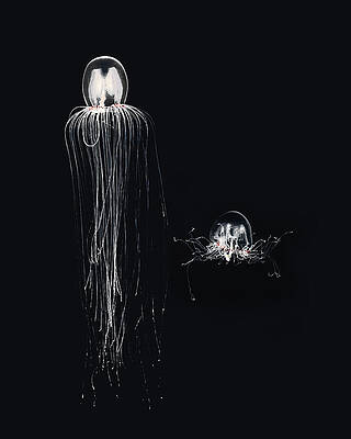 Two Translucent Jellyfish in Dark Water Photograph