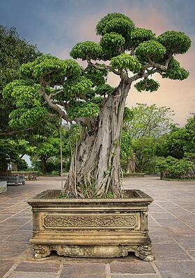 Wall Art featuring the photograph Ficus Tree Bonsai In Vietnam by Rebecca Herranen