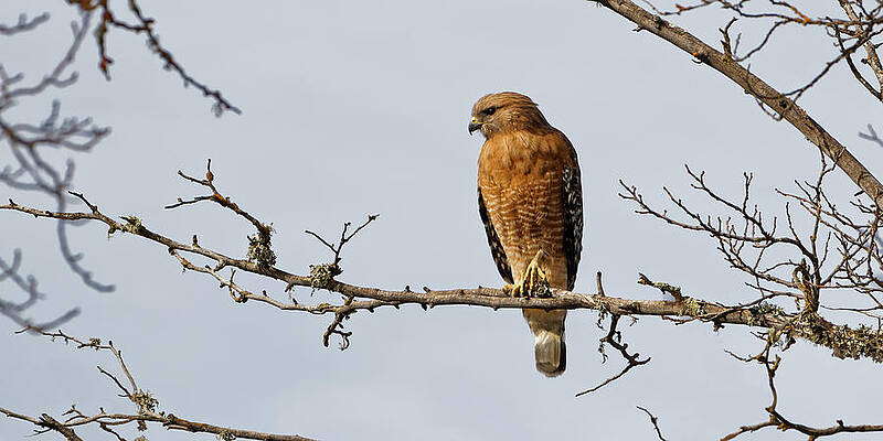 Natural Wall Art featuring the photograph Elegant - California Red-Shouldered Hawk by KJ Swan