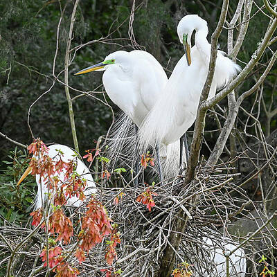 Wall Art featuring the photograph Elegant Egrets Nesting by Harry Banks