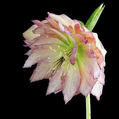 Elegant Pink Flower in Dark Background Wall Art