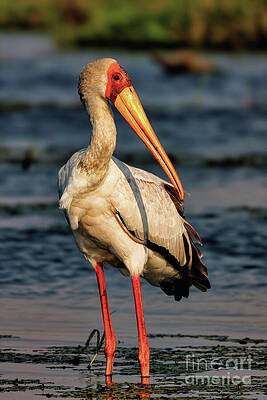 Elegant Stork by the Water Photograph