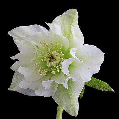 Elegant White Flower on Black Wall Art