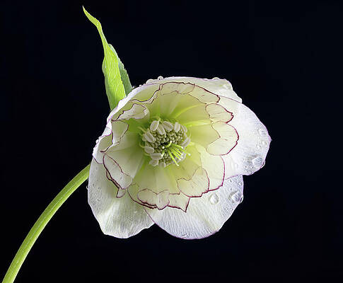 Elegant White Flower Close-Up Wall Art