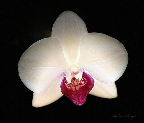 Elegant White Orchid Blossom Wall Art