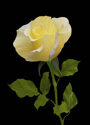 Flower Wall Art featuring the photograph Elegant Yellow Rose On Dark Background by Sue Leonard