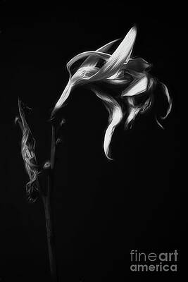Withered Flower in Monochrome Wall Art