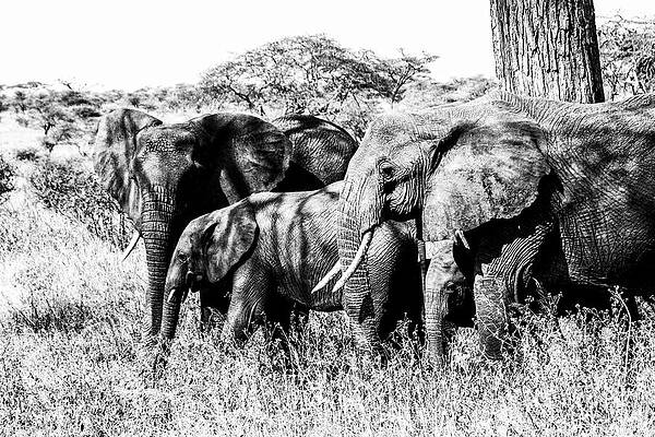 Wall Art featuring the photograph Elephant 10A by Sally Fuller