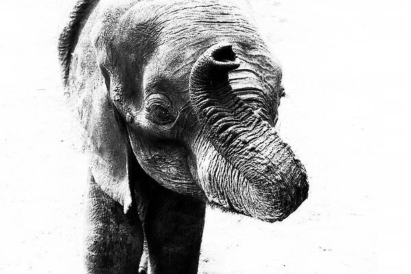 Wall Art featuring the photograph Elephant 12B by Sally Fuller