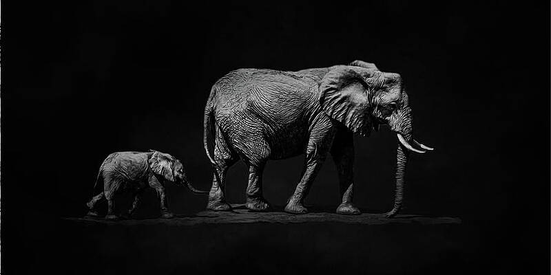 Wall Art featuring the photograph Elephant 5A Oil by Sally Fuller