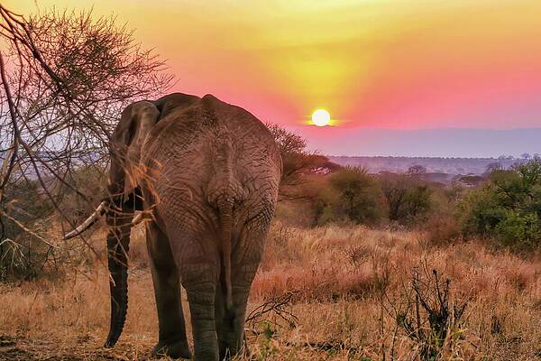 Elephant at Sunset in the Savannah Wall Art