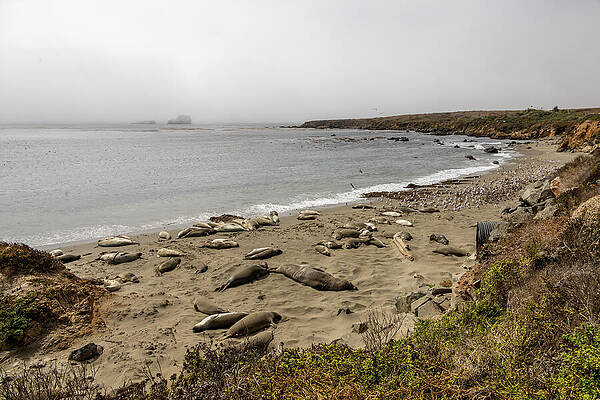 California Photograph - Elephant Seal Viewing At San Simeon 3 by John Twynam