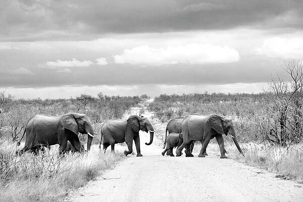 Portland Photograph - Elephants Crossing by Mia Badenhorst