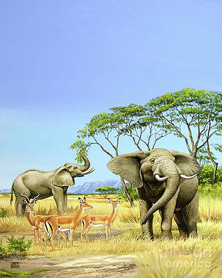 Elephants In Grassland Print