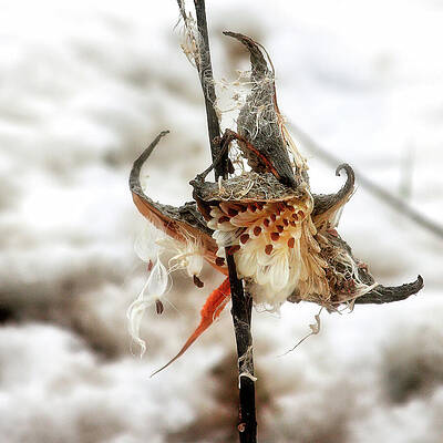 Wall Art featuring the photograph Elf Hat In The Snow by Tatiana Travelways