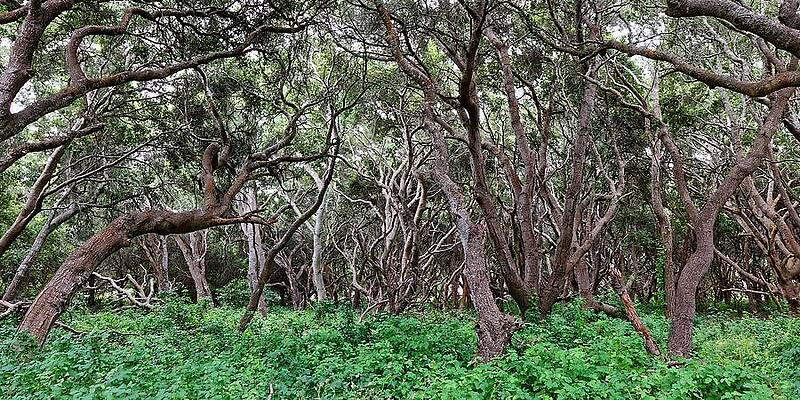 Wall Art featuring the photograph Elfin Forest - Los Osos, California by KJ Swan