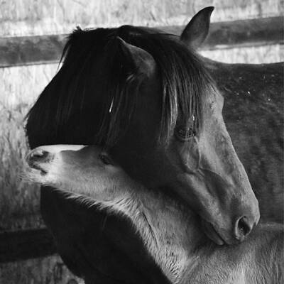 Elinor and Wendell by Alden White Ballard