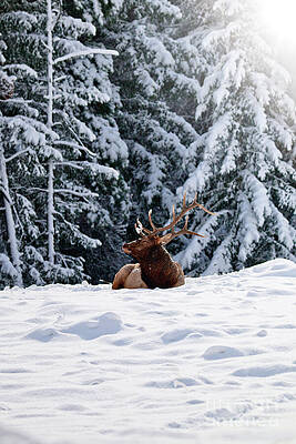 Elk Resting in Snowy Forest Photograph