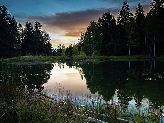 Tree Photograph - Elliot Barker Trail, Angel Fire, NM by Robert Niemeier