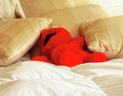 Wall Art featuring the photograph Elmo, Booze, And The Following  Morning by Joe Schofield