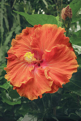 Vibrant Orange Hibiscus Bloom Wall Art
