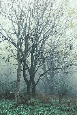 Nature Wall Art featuring the photograph Emerald Haze by Jason Fink