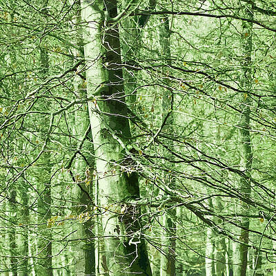 Verdant Forest Canvas Wall Art