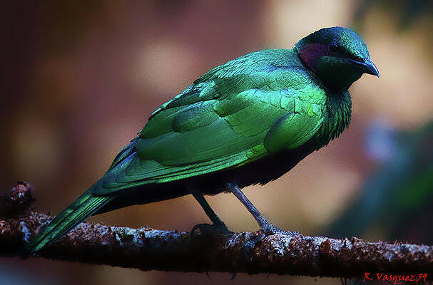 Wall Art featuring the photograph Emerald Starling by Rene Vasquez