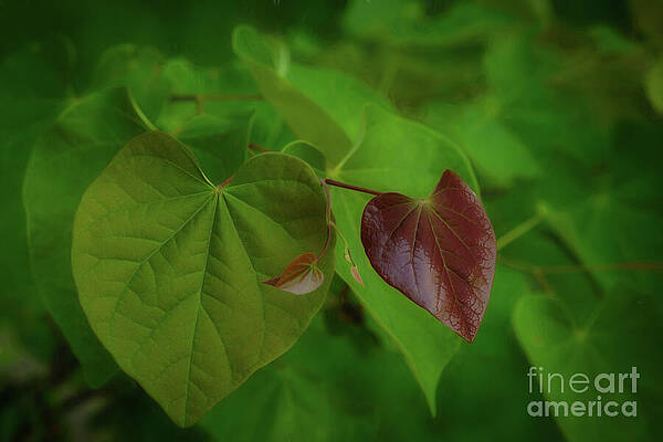 Wall Art featuring the photograph Emerging Hearts by Dodie Ross