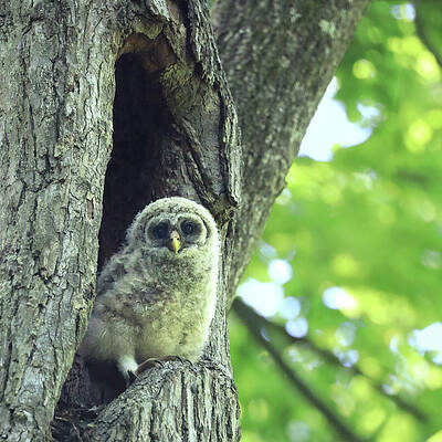 Young Owl in Tree Hollow Photograph
