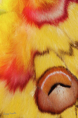 Wall Art featuring the photograph Emperor's Eye-2, Abstract by Sanjay Marathe