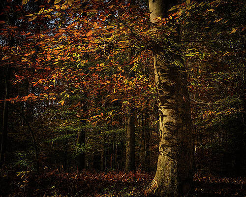 Wall Art featuring the photograph Enchanted Forest by Dodie Ross