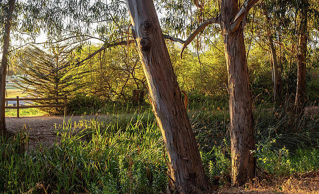 Wall Art featuring the photograph Enchanted Forest by Gina Cinardo