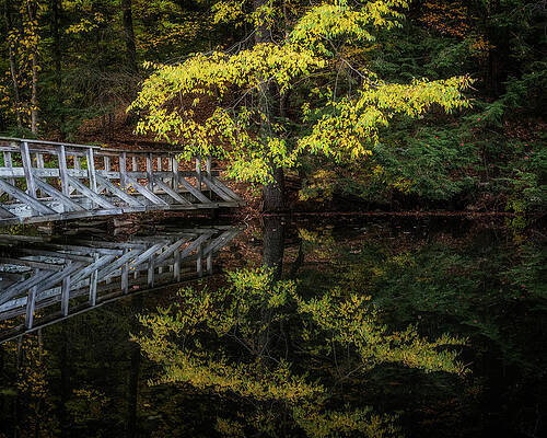 Yellow Wall Art featuring the photograph Enchanted Place In The Woods by Elvira Peretsman