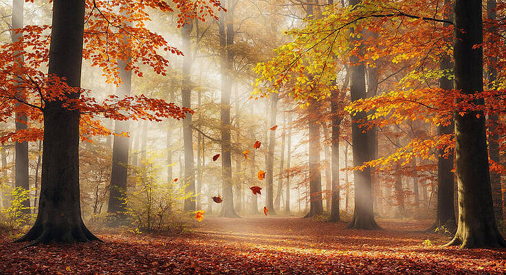 Nature Wall Art featuring the ai art Enchanting Autumn Forest Scene by The Luxury Art Collection
