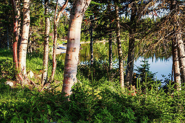Wall Art featuring the photograph Enchanting Forest By Tuckamore Lake, Newfoundland, Canada by Tatiana Travelways