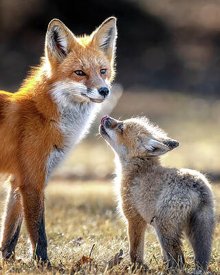 Beautiful Wall Art featuring the photograph Enchantment by James Overesch