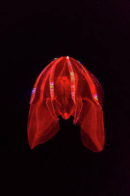 Vibrant Photograph - Encounter In The Twilight Zone -- At The Monterey Bay Aquarium by Darin Volpe