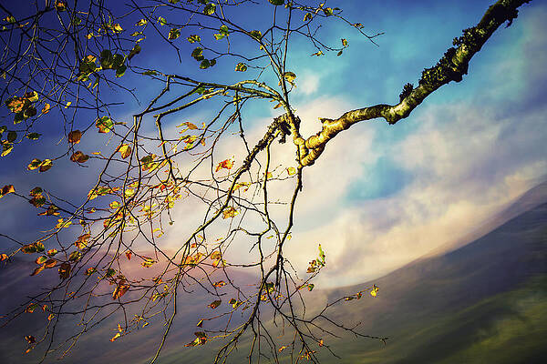 Tree Photograph - End Of Fall by Ursula Abresch