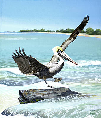 Brown Pelican Print
